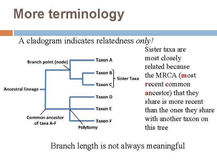 More terminology A cladogram indicates relatedness only! Sister taxa are most closely related because