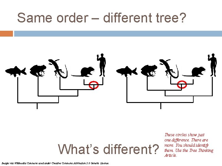 Same order – different tree? What’s different? Images via Wikimedia Commons used under Creative