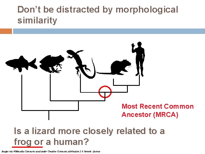 Don’t be distracted by morphological similarity Most Recent Common Ancestor (MRCA) Is a lizard
