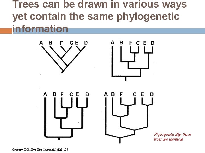 Trees can be drawn in various ways yet contain the same phylogenetic information Phylogenetically,