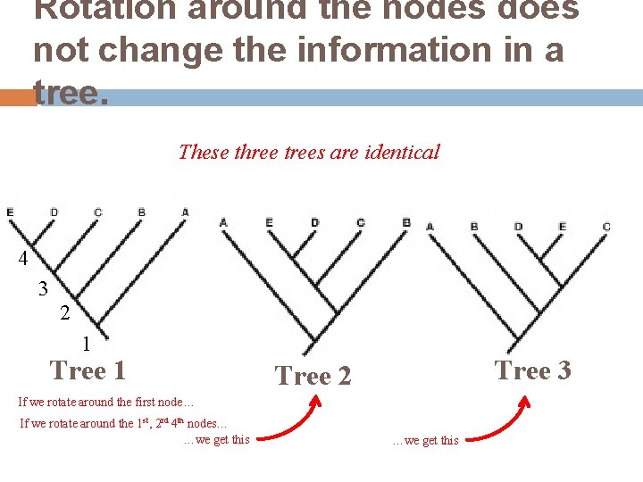 Rotation around the nodes does not change the information in a tree. These three