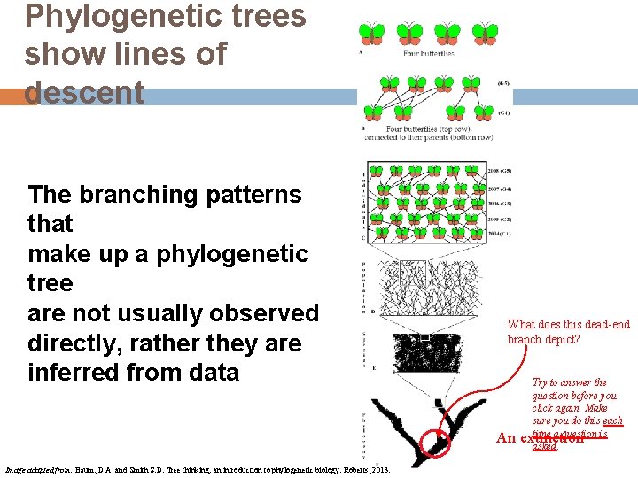 Phylogenetic trees show lines of descent The branching patterns that make up a phylogenetic