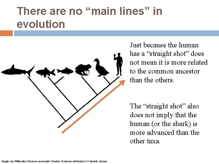 There are no “main lines” in evolution Just because the human has a “straight