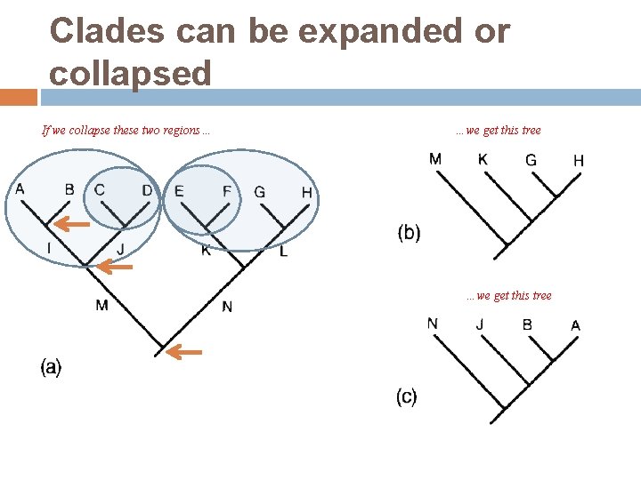 Clades can be expanded or collapsed If we collapse these two regions… …we get