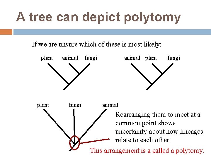 A tree can depict polytomy If we are unsure which of these is most