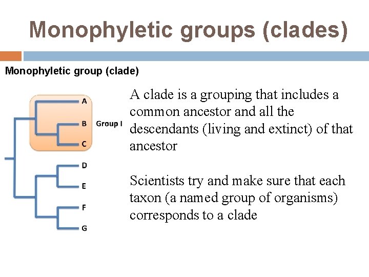 Monophyletic groups (clades) Monophyletic group (clade) A clade is a grouping that includes a