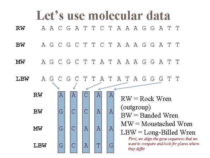 Let’s use molecular data RW A A C G A T T C T