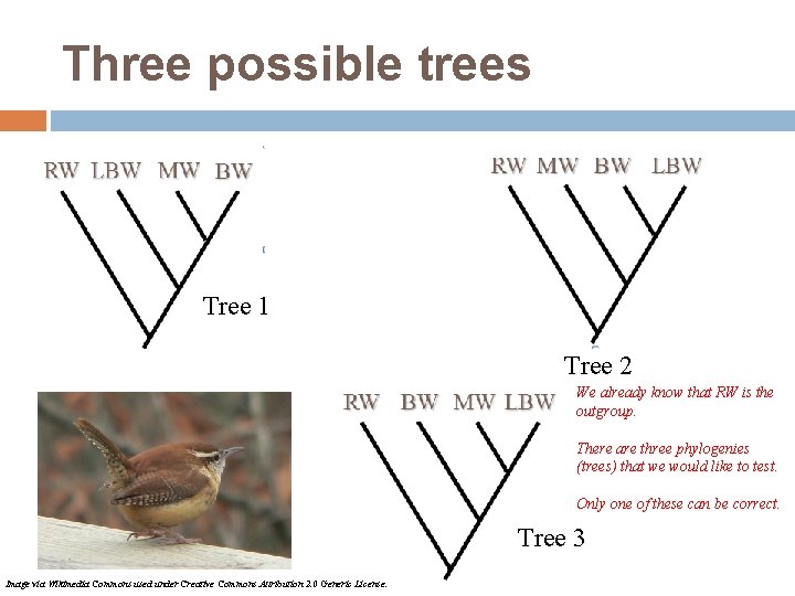 Three possible trees Tree 1 Tree 2 We already know that RW is the