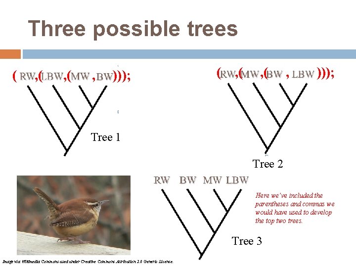 Three possible trees ( , ( , ( , ))); Tree 1 Tree 2