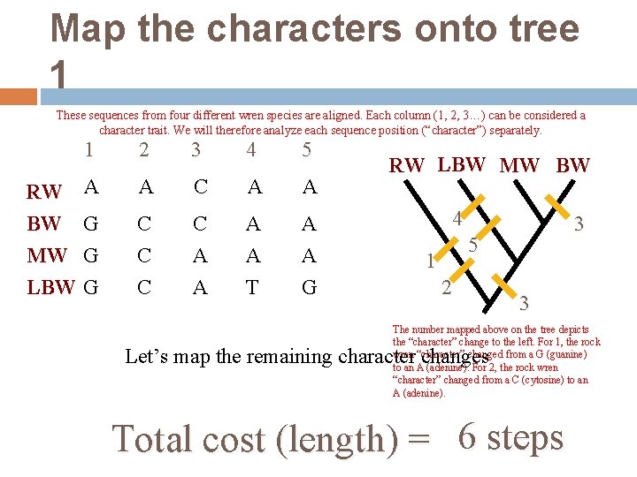 Map the characters onto tree 1 These sequences from four different wren species are