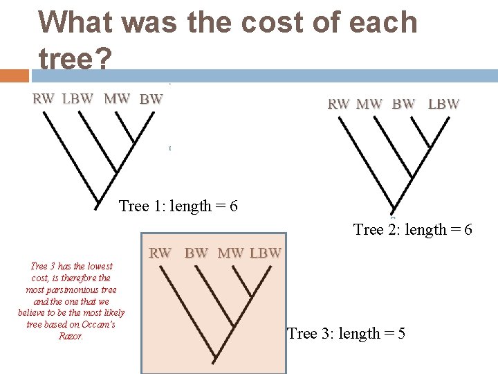 What was the cost of each tree? Tree 1: length = 6 Tree 2: