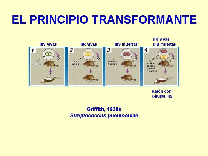 EL PRINCIPIO TRANSFORMANTE IIIS vivas IIR vivas IIIS muertas Ratón con células IIIS Griffith,