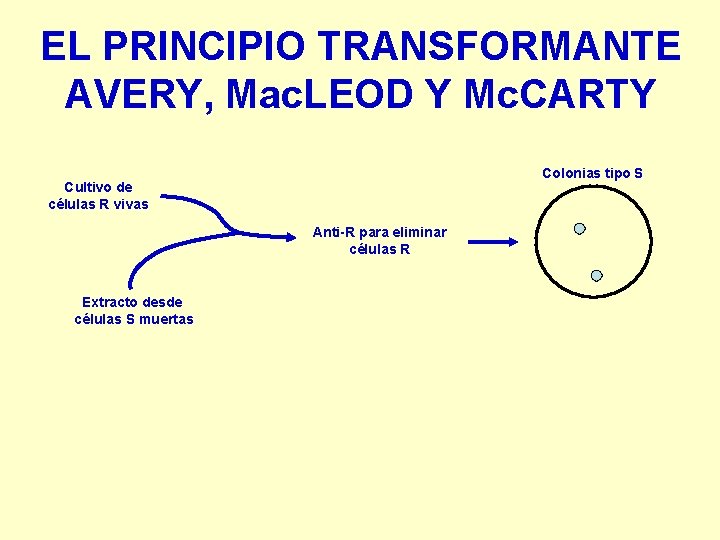 EL PRINCIPIO TRANSFORMANTE AVERY, Mac. LEOD Y Mc. CARTY Colonias tipo S Cultivo de