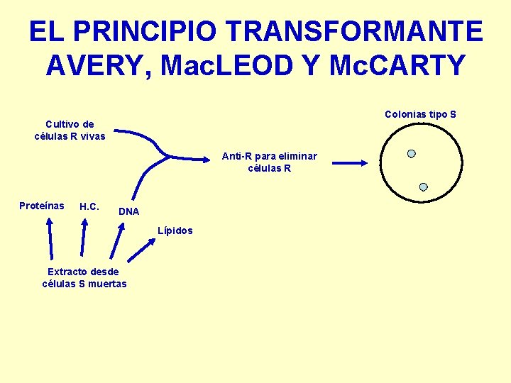 EL PRINCIPIO TRANSFORMANTE AVERY, Mac. LEOD Y Mc. CARTY Colonias tipo S Cultivo de