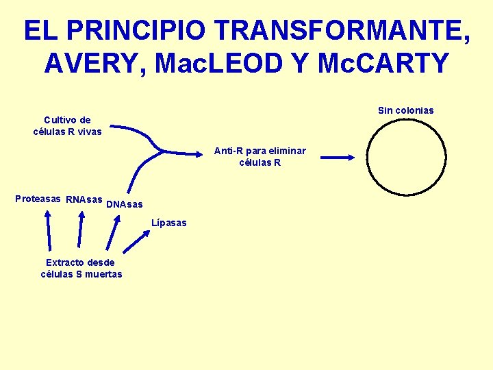 EL PRINCIPIO TRANSFORMANTE, AVERY, Mac. LEOD Y Mc. CARTY Sin colonias Cultivo de células