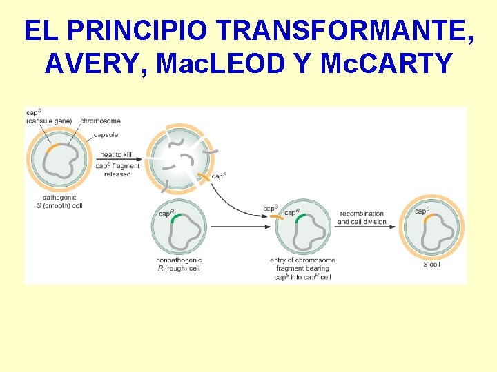 EL PRINCIPIO TRANSFORMANTE, AVERY, Mac. LEOD Y Mc. CARTY 