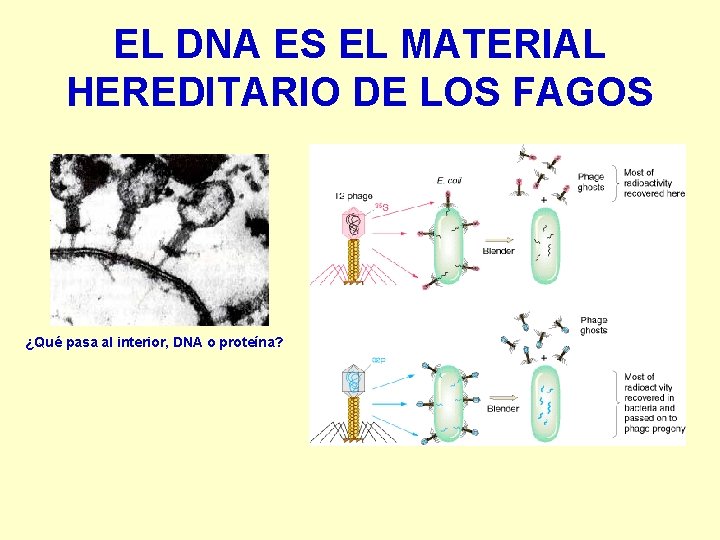 EL DNA ES EL MATERIAL HEREDITARIO DE LOS FAGOS ¿Qué pasa al interior, DNA