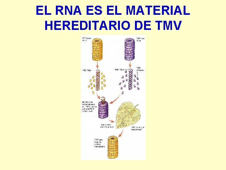 EL RNA ES EL MATERIAL HEREDITARIO DE TMV 