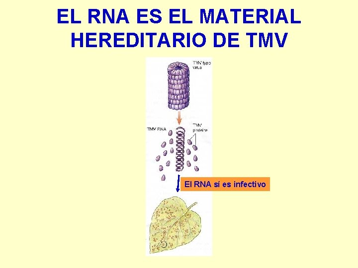 EL RNA ES EL MATERIAL HEREDITARIO DE TMV El RNA sí es infectivo 