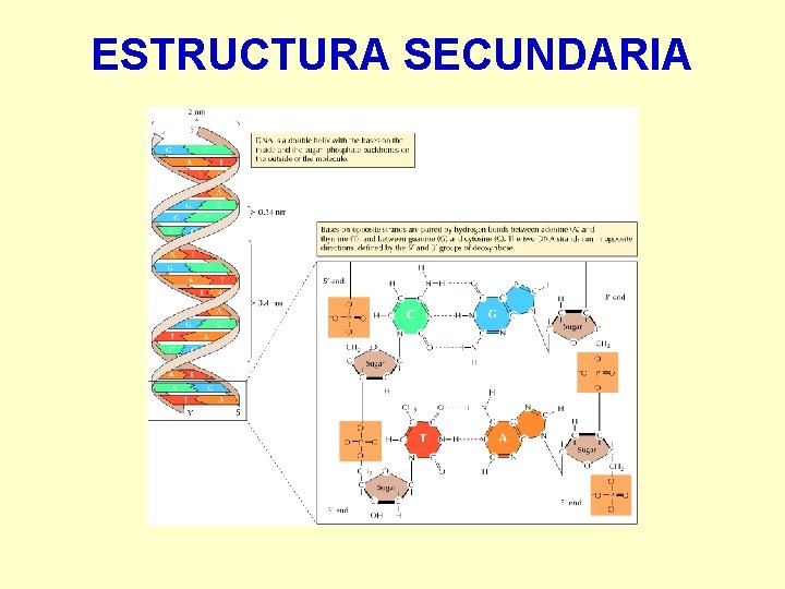 ESTRUCTURA SECUNDARIA 