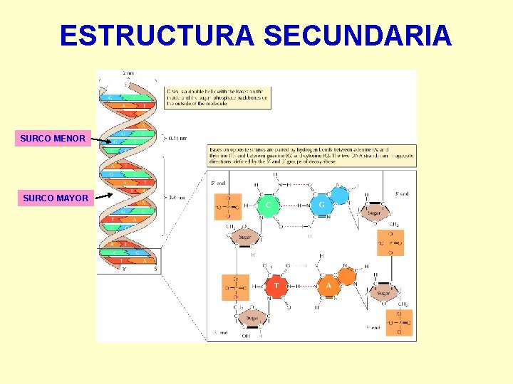 ESTRUCTURA SECUNDARIA SURCO MENOR SURCO MAYOR 