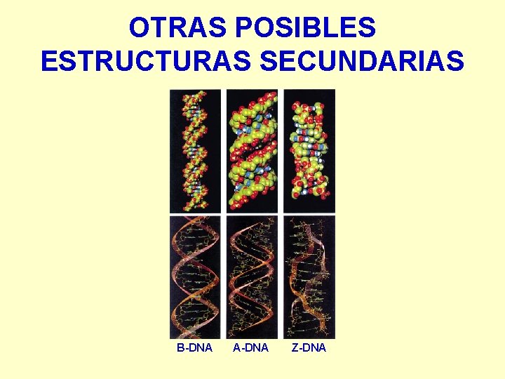 OTRAS POSIBLES ESTRUCTURAS SECUNDARIAS B-DNA A-DNA Z-DNA 