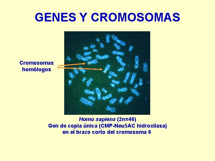 GENES Y CROMOSOMAS Cromosomas homólogos Homo sapiens (2 n=46) Gen de copia única (CMP-Neu