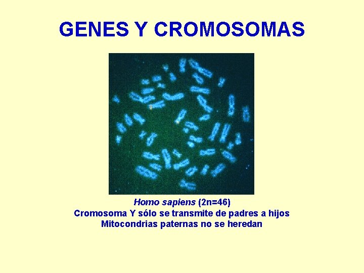 GENES Y CROMOSOMAS Homo sapiens (2 n=46) Cromosoma Y sólo se transmite de padres