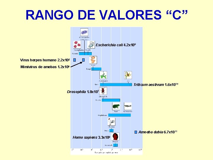 RANGO DE VALORES “C” Escherichia coli 4. 2 x 106 Virus herpes humano 2.