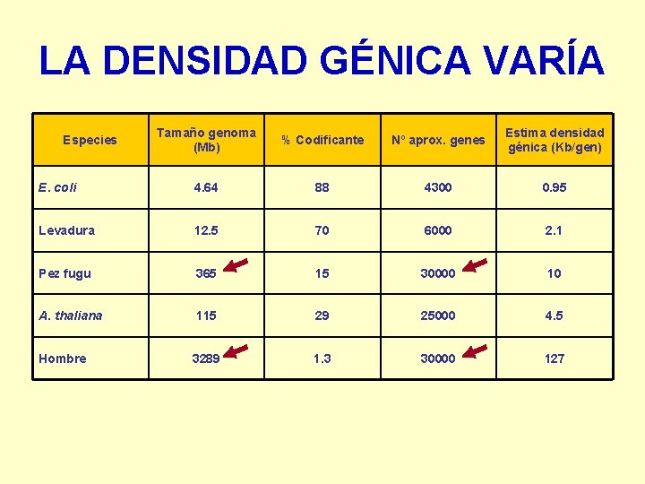 LA DENSIDAD GÉNICA VARÍA Tamaño genoma (Mb) % Codificante Nº aprox. genes Estima densidad