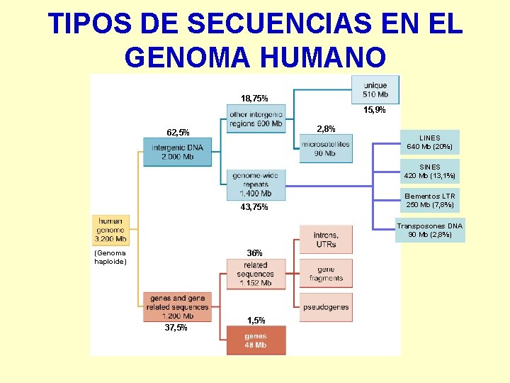 TIPOS DE SECUENCIAS EN EL GENOMA HUMANO 18, 75% 15, 9% 2, 8% 62,