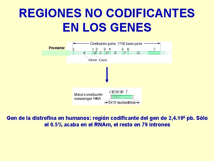 REGIONES NO CODIFICANTES EN LOS GENES Promotor Gen de la distrofina en humanos: región