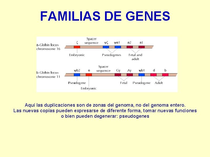 FAMILIAS DE GENES Aquí las duplicaciones son de zonas del genoma, no del genoma
