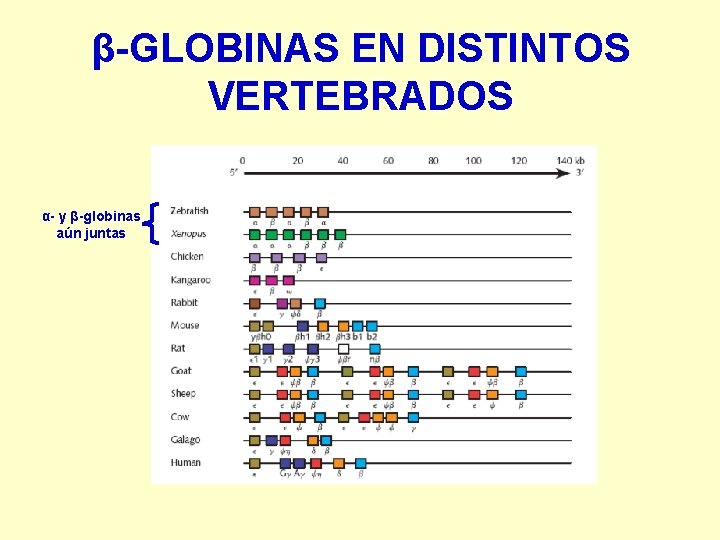 β-GLOBINAS EN DISTINTOS VERTEBRADOS α- y β-globinas aún juntas 