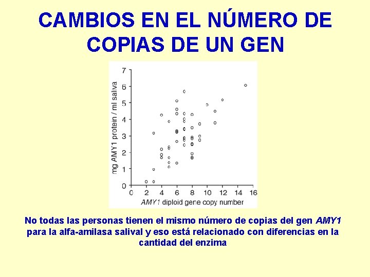 CAMBIOS EN EL NÚMERO DE COPIAS DE UN GEN No todas las personas tienen