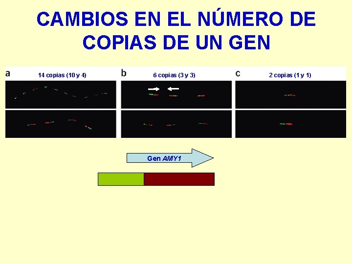 CAMBIOS EN EL NÚMERO DE COPIAS DE UN GEN 14 copias (10 y 4)