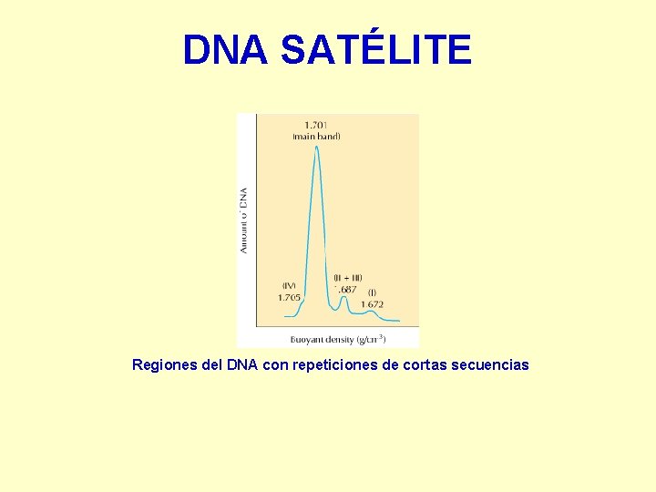 DNA SATÉLITE Regiones del DNA con repeticiones de cortas secuencias 