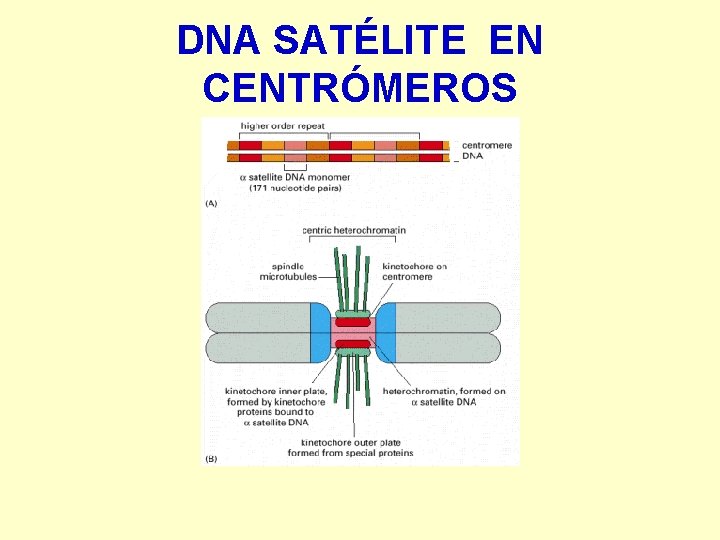 DNA SATÉLITE EN CENTRÓMEROS 