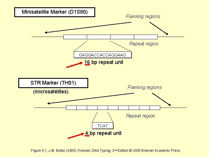 Minisatellite Marker (D 1 S 80) Flanking regions Repeat region GAGGACCACCAGGAAG 16 bp repeat