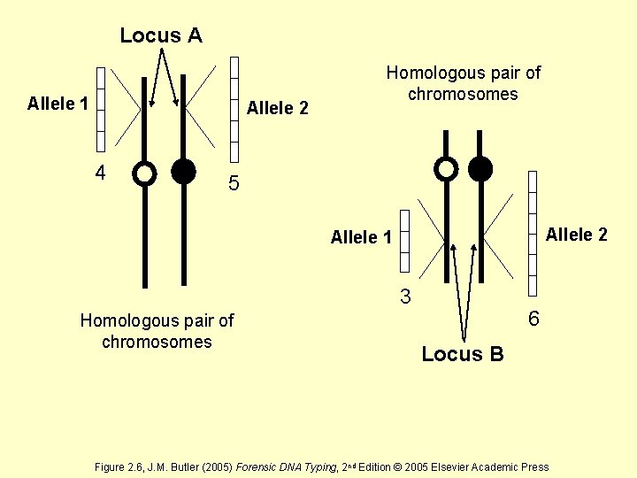 Locus A Allele 1 Allele 2 4 Homologous pair of chromosomes 5 Allele 2