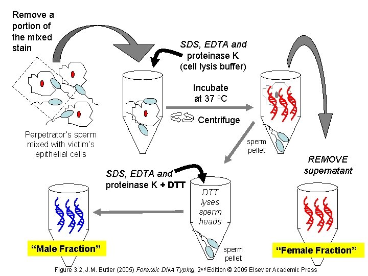 Remove a portion of the mixed stain SDS, EDTA and proteinase K (cell lysis