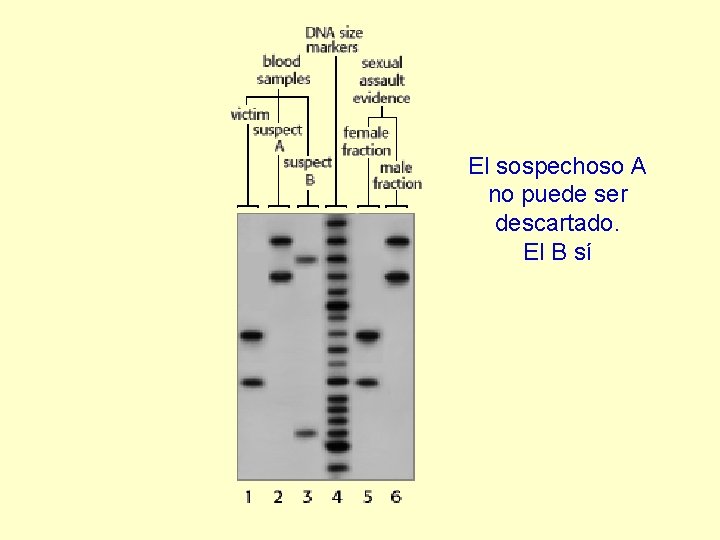 El sospechoso A no puede ser descartado. El B sí 