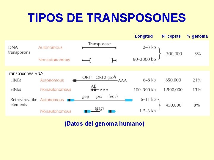 TIPOS DE TRANSPOSONES Longitud Transposones RNA (Datos del genoma humano) Nº copias % genoma