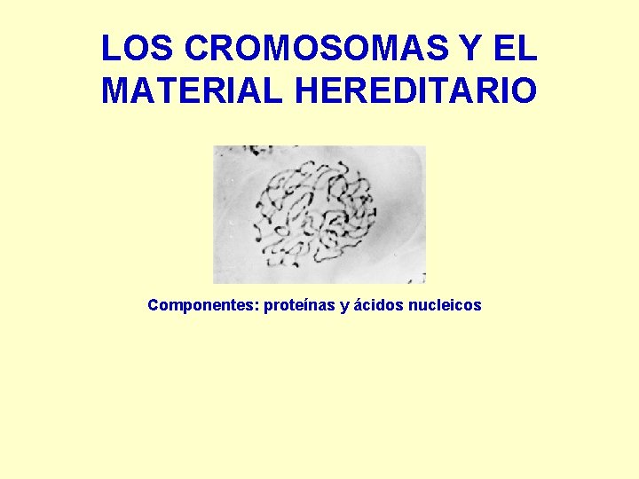 LOS CROMOSOMAS Y EL MATERIAL HEREDITARIO Componentes: proteínas y ácidos nucleicos 