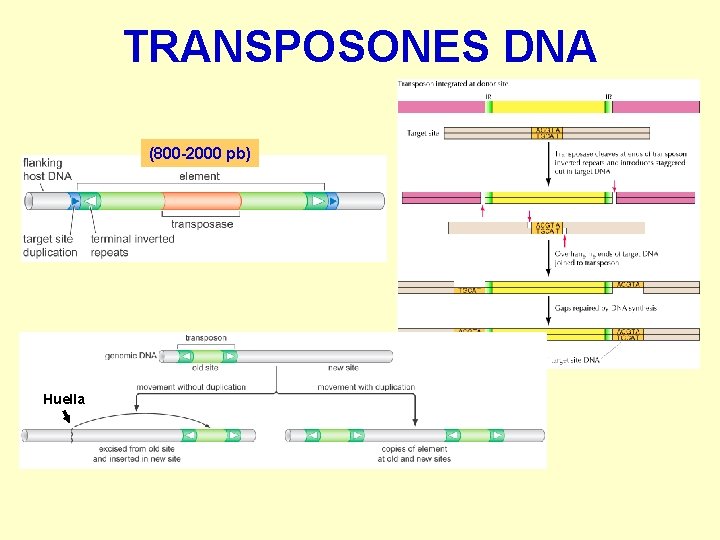 TRANSPOSONES DNA (800 -2000 pb) Huella 