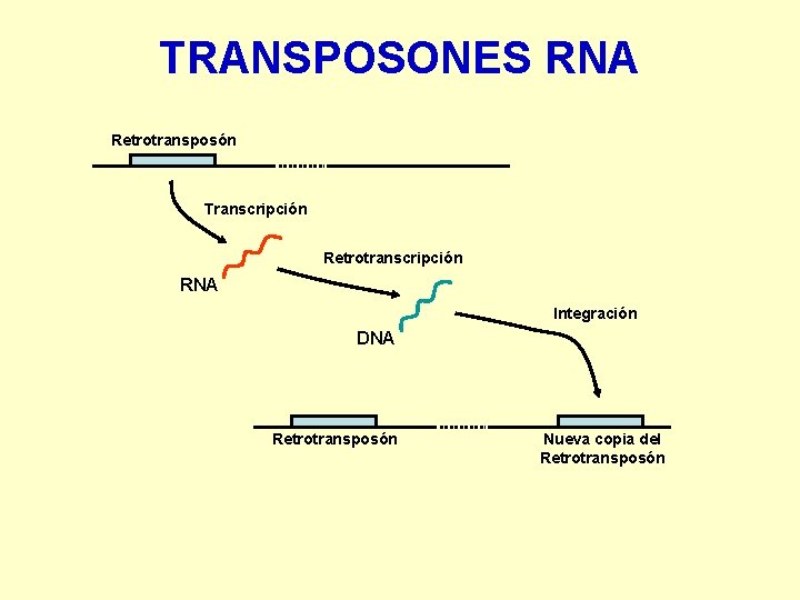 TRANSPOSONES RNA Retrotransposón Transcripción Retrotranscripción RNA Integración DNA Retrotransposón Nueva copia del Retrotransposón 