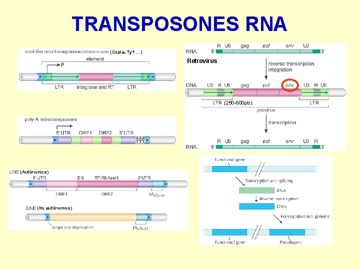 TRANSPOSONES RNA (Copia, Ty 1 …) Retrovirus (250 -600 pb) (Autónomos) (No autónomos) 