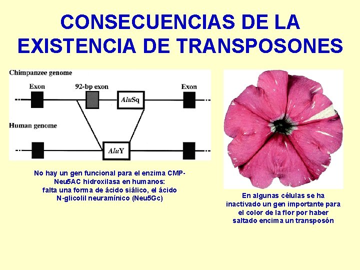 CONSECUENCIAS DE LA EXISTENCIA DE TRANSPOSONES No hay un gen funcional para el enzima