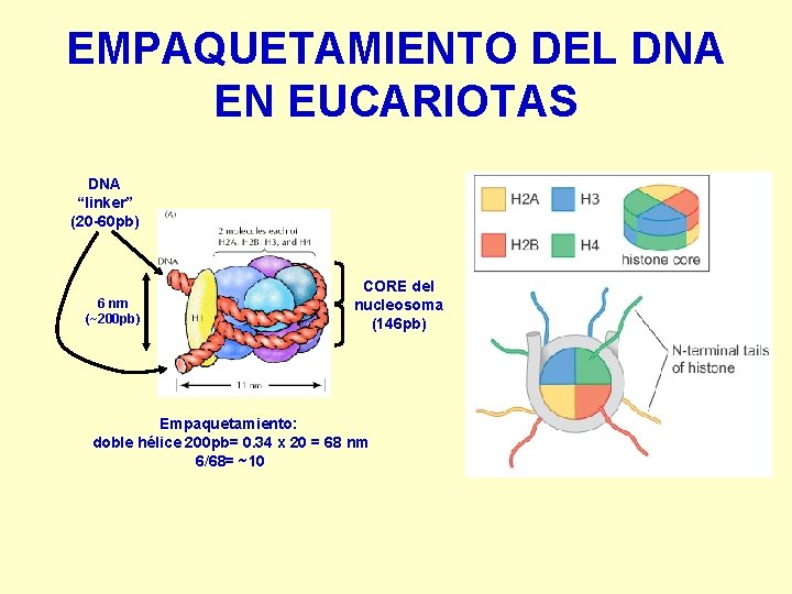 EMPAQUETAMIENTO DEL DNA EN EUCARIOTAS DNA “linker” (20 -60 pb) 6 nm (~200 pb)