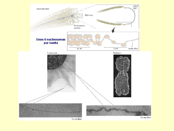Unos 6 nucleosomas por vuelta 